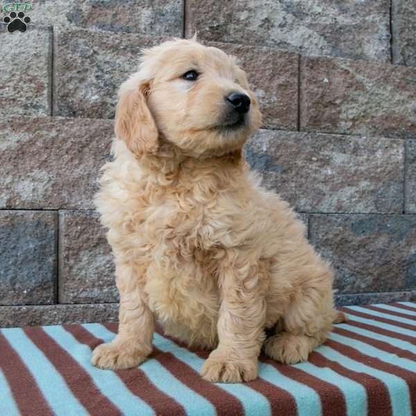 Watson, Goldendoodle Puppy